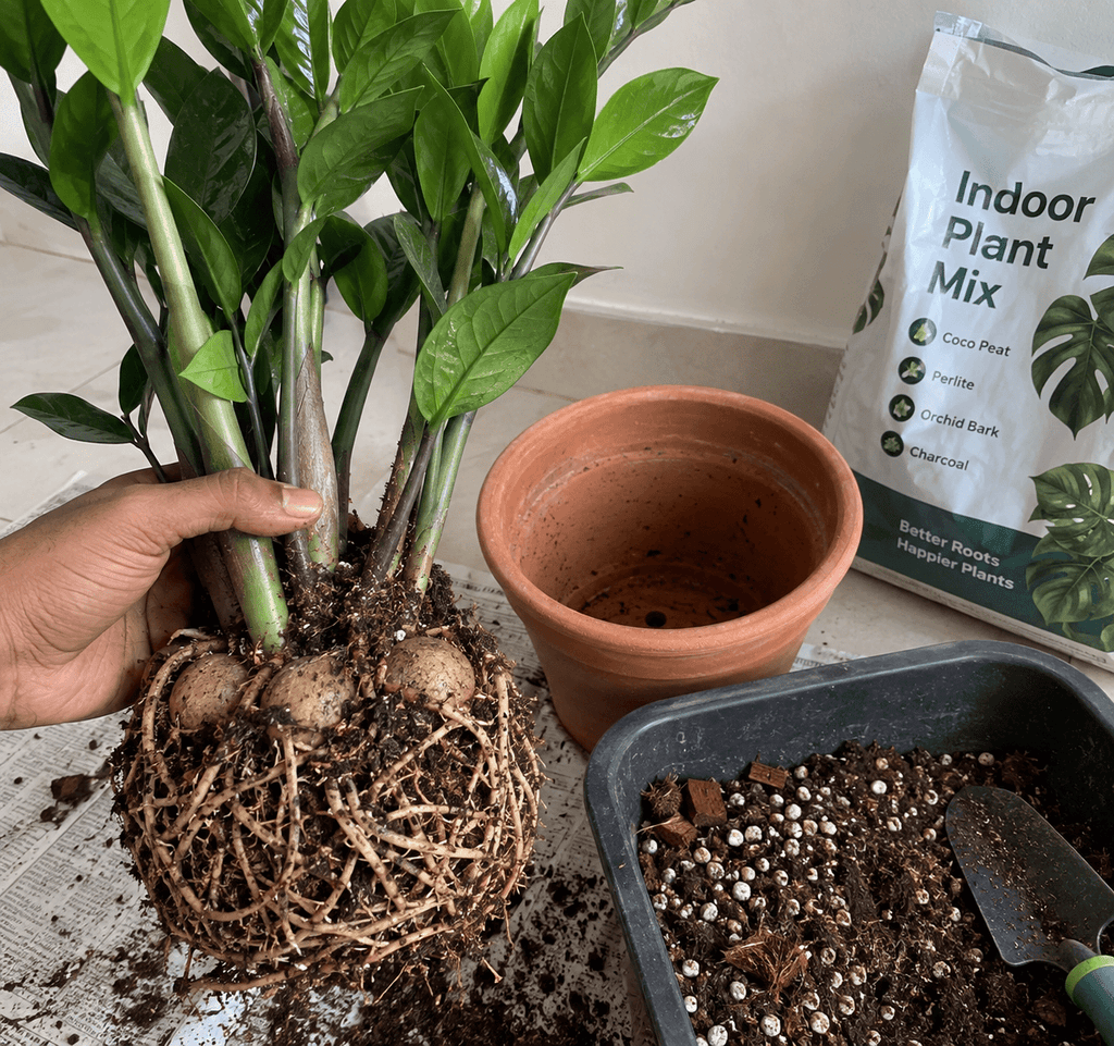 ZZ Plant Soil and Potting
