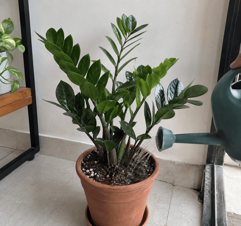 ZZ Plant Wareting in Home