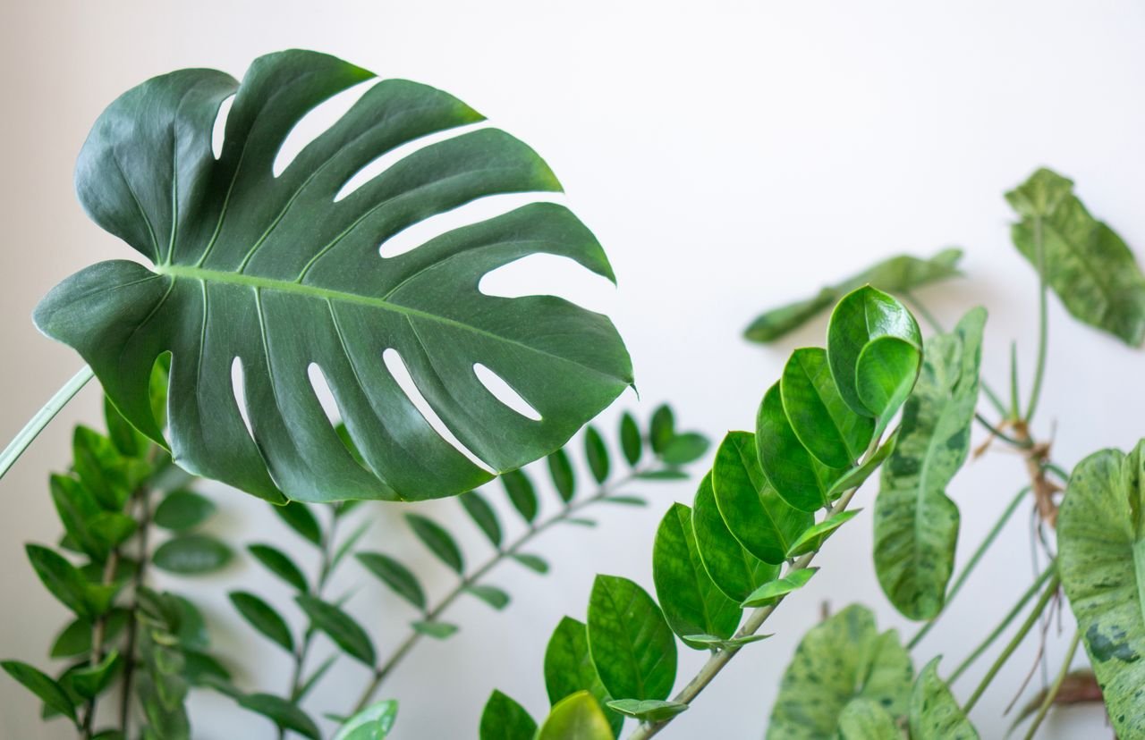 Decorative greenery featuring Monstera and Zamioculcas leaves, perfect for natural-themed designs.